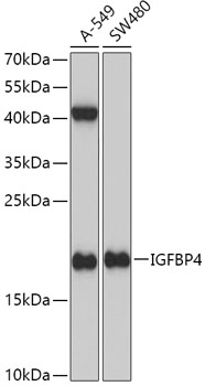 IGFBP4 Polyclonal Antibody