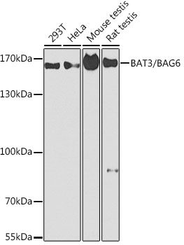BAT3/BAG6 Polyclonal Antibody