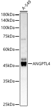 ANGPTL4 Polyclonal Antibody