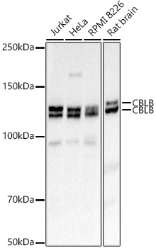 CBLB Polyclonal Antibody
