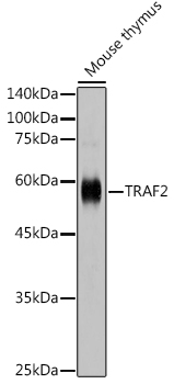 TRAF2 Polyclonal Antibody