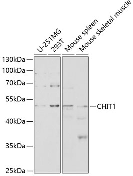 CHIT1 Polyclonal Antibody