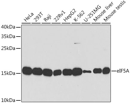 eIF5A Polyclonal Antibody
