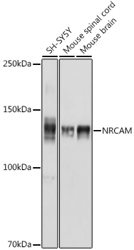 NRCAM Polyclonal Antibody