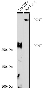 PCNT Polyclonal Antibody