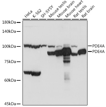 PDE4A Polyclonal Antibody