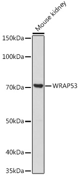 WRAP53 Polyclonal Antibody