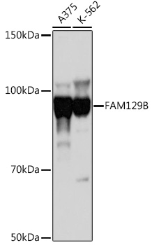 FAM129B Polyclonal Antibody