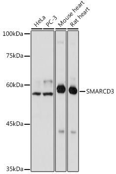SMARCD3 Polyclonal Antibody