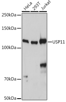 USP11 Polyclonal Antibody