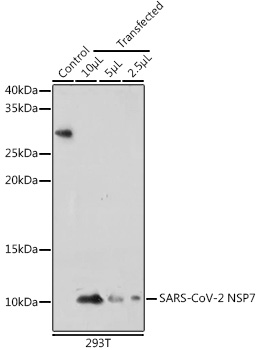 SARS-CoV-2 NSP7 Polyclonal Antibody