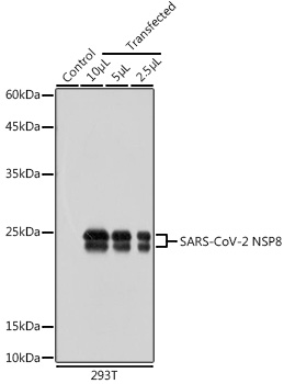 SARS-CoV-2 NSP8 Polyclonal Antibody