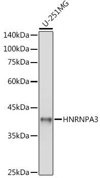 HNRNPA3 Polyclonal Antibody