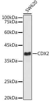 CDX2 Monoclonal Antibody