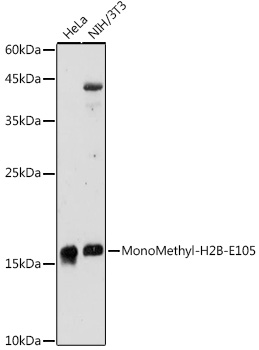 MonoMethyl-H2B-E105 Polyclonal Antibody
