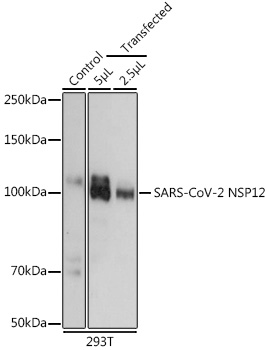 SARS-CoV-2 NSP12 Polyclonal Antibody