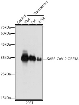 SARS-CoV-2 ORF3A Polyclonal Antibody