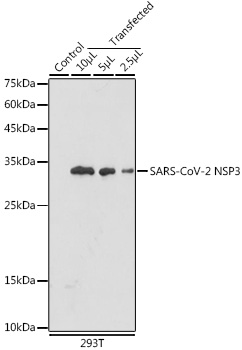 SARS-CoV-2 NSP3 Polyclonal Antibody