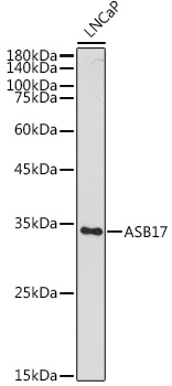 ASB17 Polyclonal Antibody