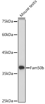 Fam50b Polyclonal Antibody