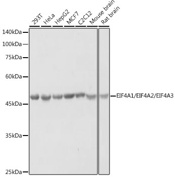 eIF4A Polyclonal Antibody