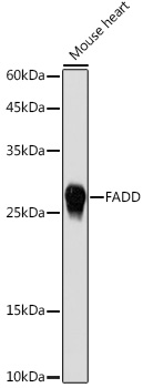 FADD Polyclonal Antibody