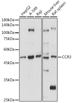 CCR3 Polyclonal Antibody
