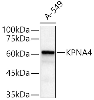 KPNA4 Polyclonal Antibody