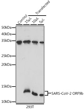 SARS-CoV-2 ORF9b Polyclonal Antibody