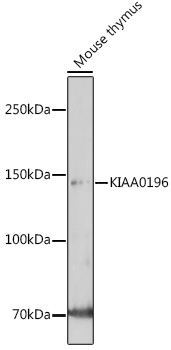 KIAA0196 Polyclonal Antibody