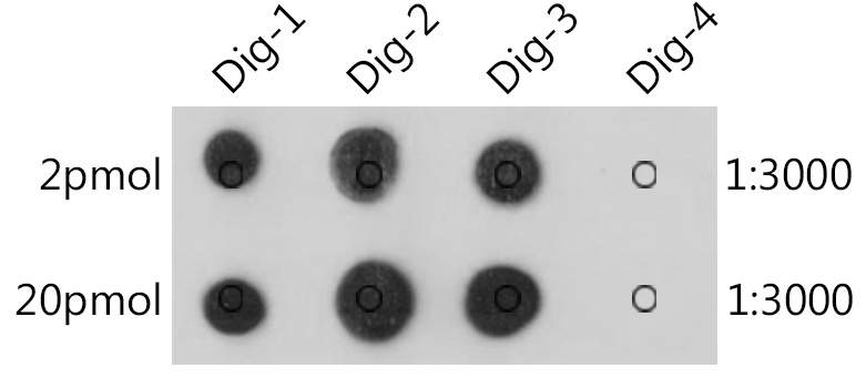 Anti-Digoxigenin/Digoxin Monoclonal Antibody [7H3V0]