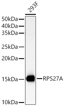 RPS27A Polyclonal Antibody