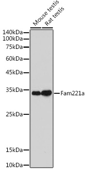 Fam221a Polyclonal Antibody