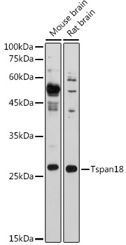 Tspan18 Polyclonal Antibody