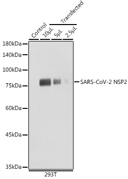 SARS-CoV-2 NSP2 Polyclonal Antibody