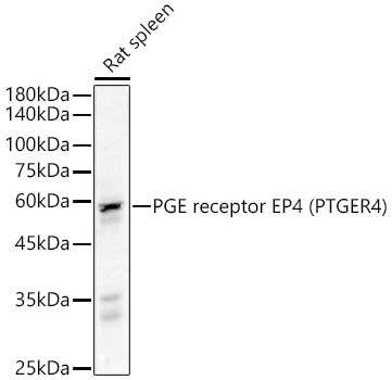 PGE receptor EP4 (PTGER4) Polyclonal Antibody
