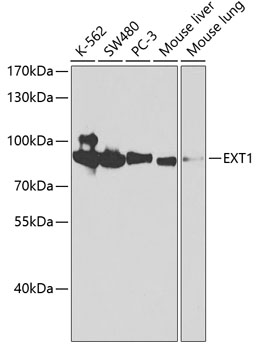 EXT1 Polyclonal Antibody