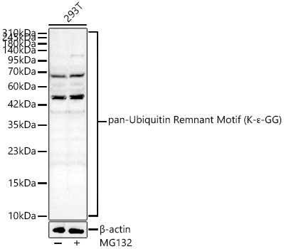 pan-Ubiquitin Remnant Motif (K-e-GG) Polyclonal Antibody