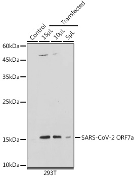 SARS-CoV-2 ORF7a Polyclonal Antibody