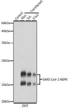 SARS-CoV-2 NSP9 Polyclonal Antibody