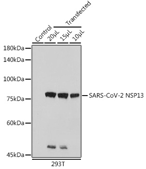 SARS-CoV-2 NSP13 Polyclonal Antibody