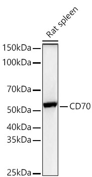 CD70 Polyclonal Antibody