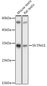 Slc39a11 Polyclonal Antibody