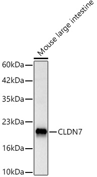 CLDN7 Polyclonal Antibody