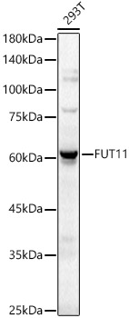FUT11 Polyclonal Antibody