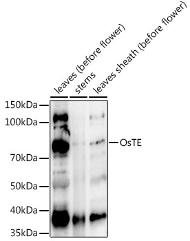 OsTE Polyclonal Antibody