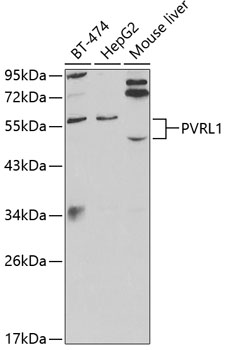PVRL1 Polyclonal Antibody