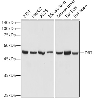 DBT Polyclonal Antibody