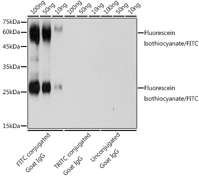 Fluorescein Isothiocyanate/FITC Polyclonal Antibody