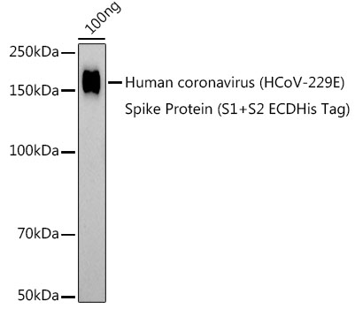 HCoV-229E Spike S1 Polyclonal Antibody
